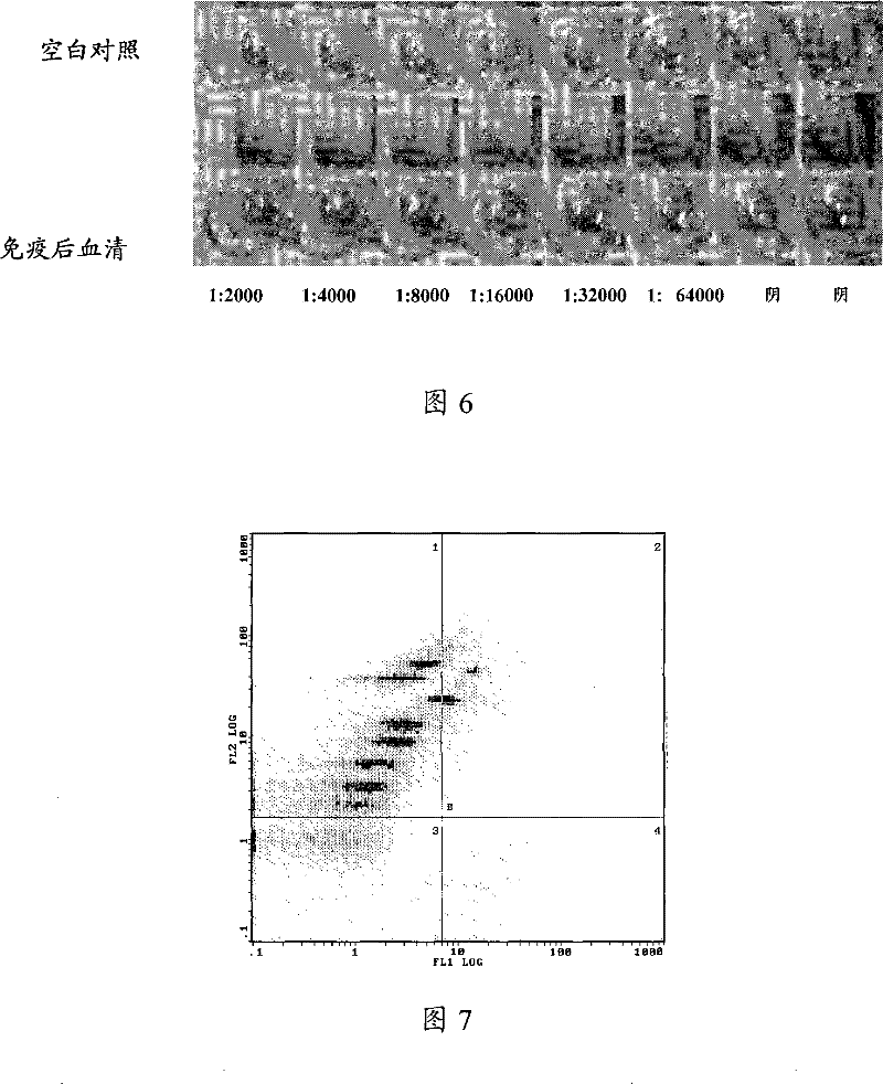 Antihuman SCGN monoclone antibody, preparation, application and hybrid tumor cell strain