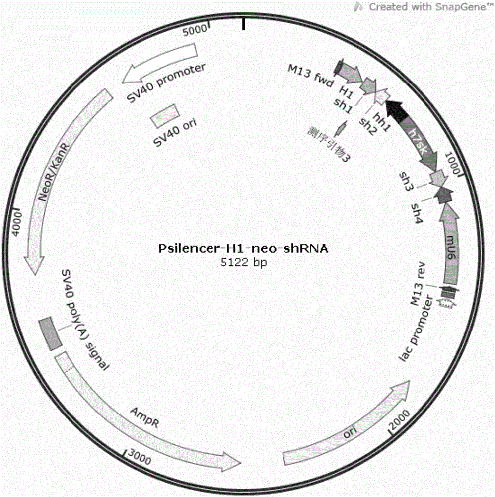 Preparation method of liver cells with low expression or no expression of PERV