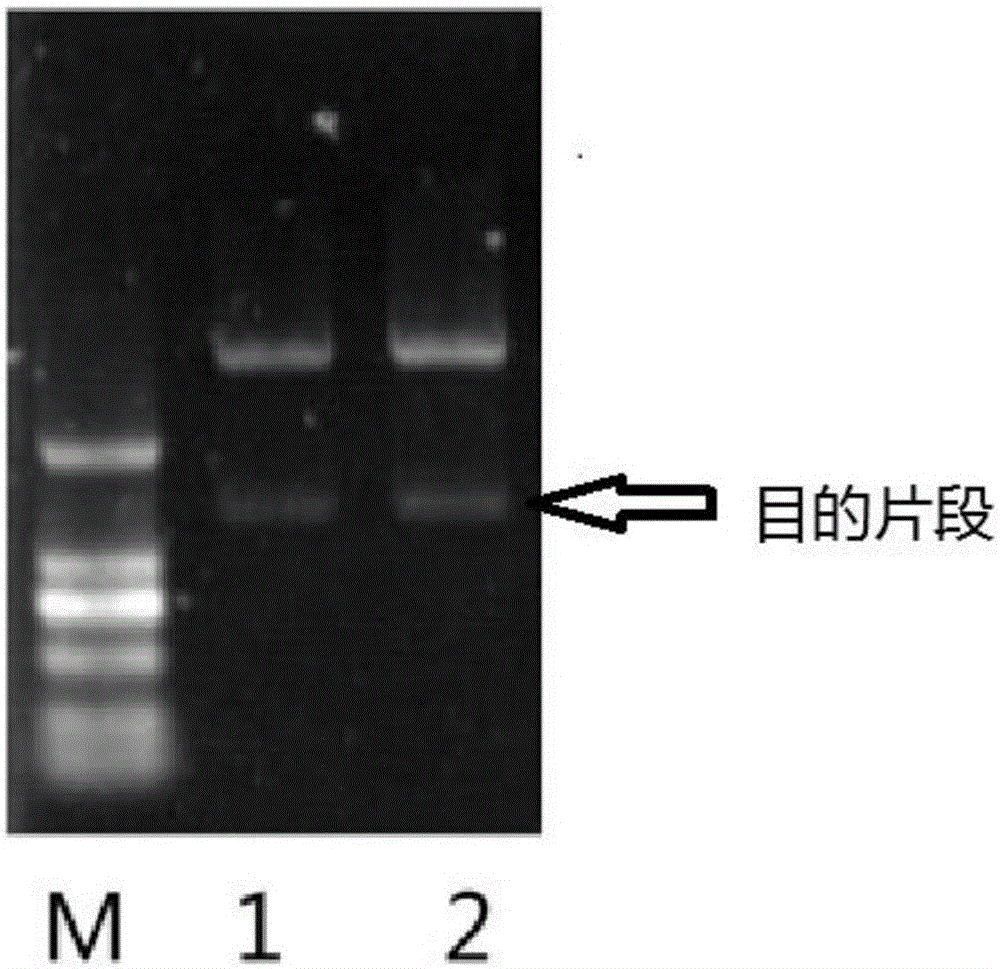 Preparation method of liver cells with low expression or no expression of PERV