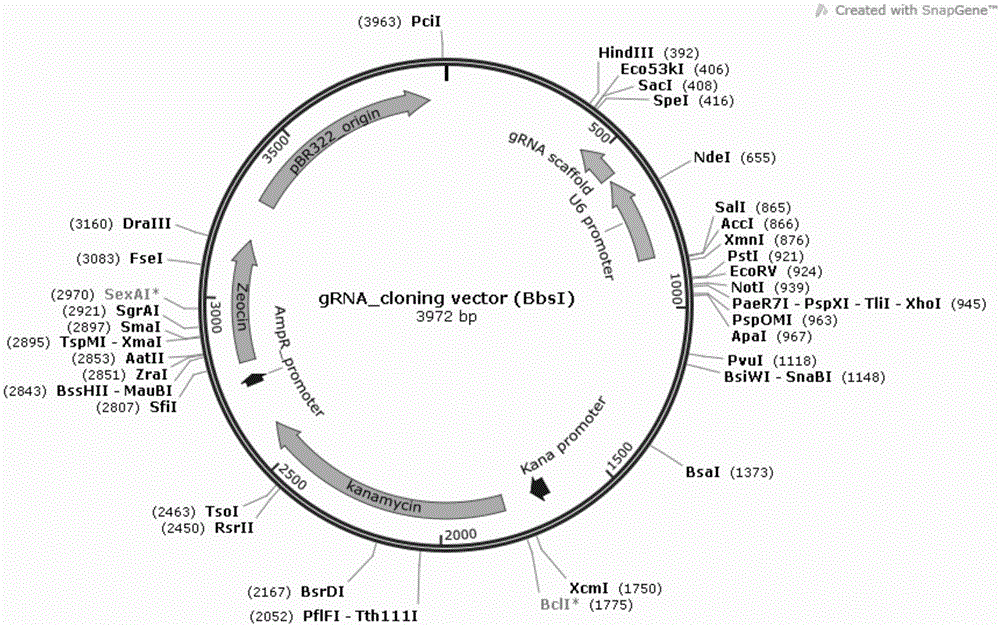 Preparation method of liver cells with low expression or no expression of PERV