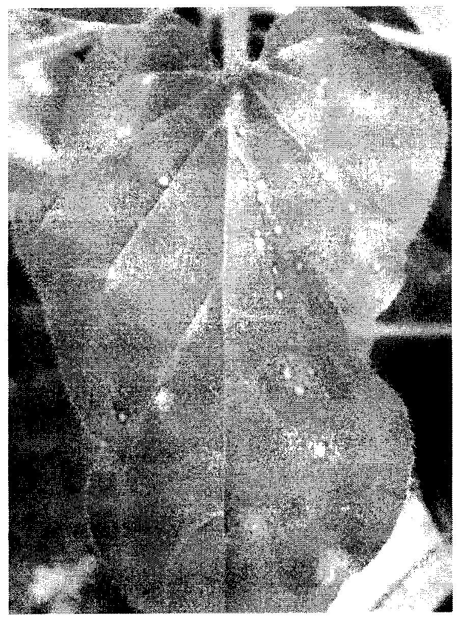 Application of F01 polysaccharide for resisting viruses