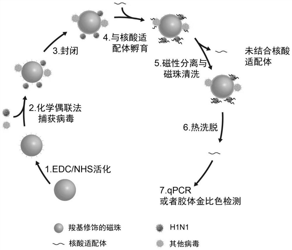 H1N1 influenza virus detection method and kit thereof