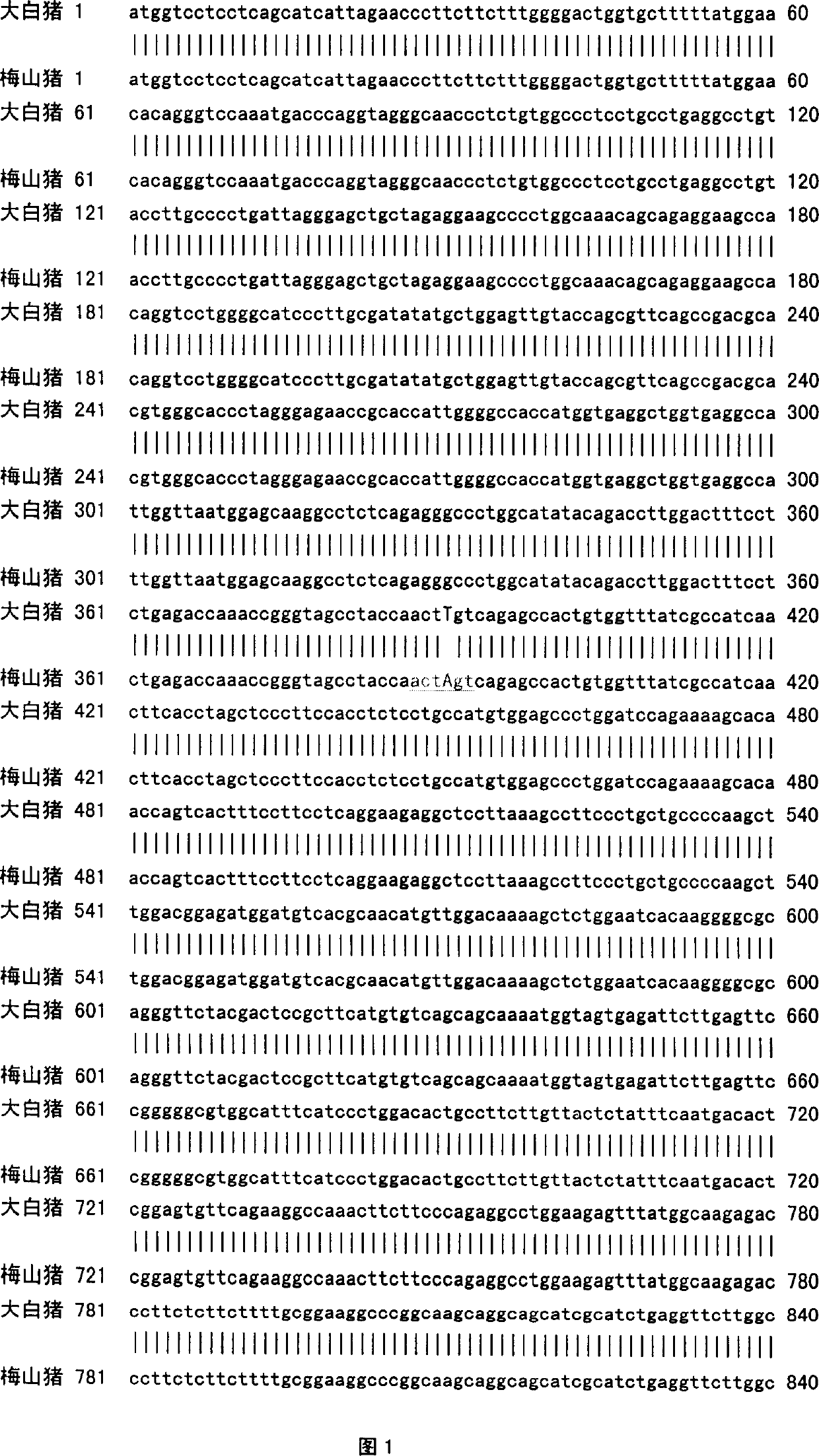 Method for detecting PCR-RFLP of pig bone morphogenetic protein 15 gene polymorphism