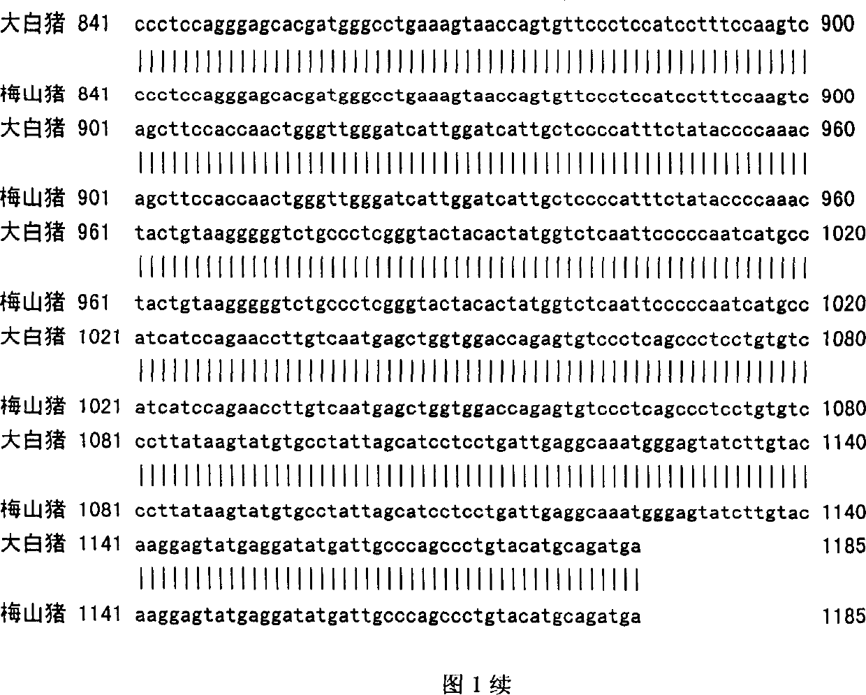 Method for detecting PCR-RFLP of pig bone morphogenetic protein 15 gene polymorphism