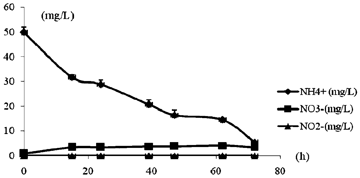 Heterotrophic ammonia oxidizing bacteria and application thereof