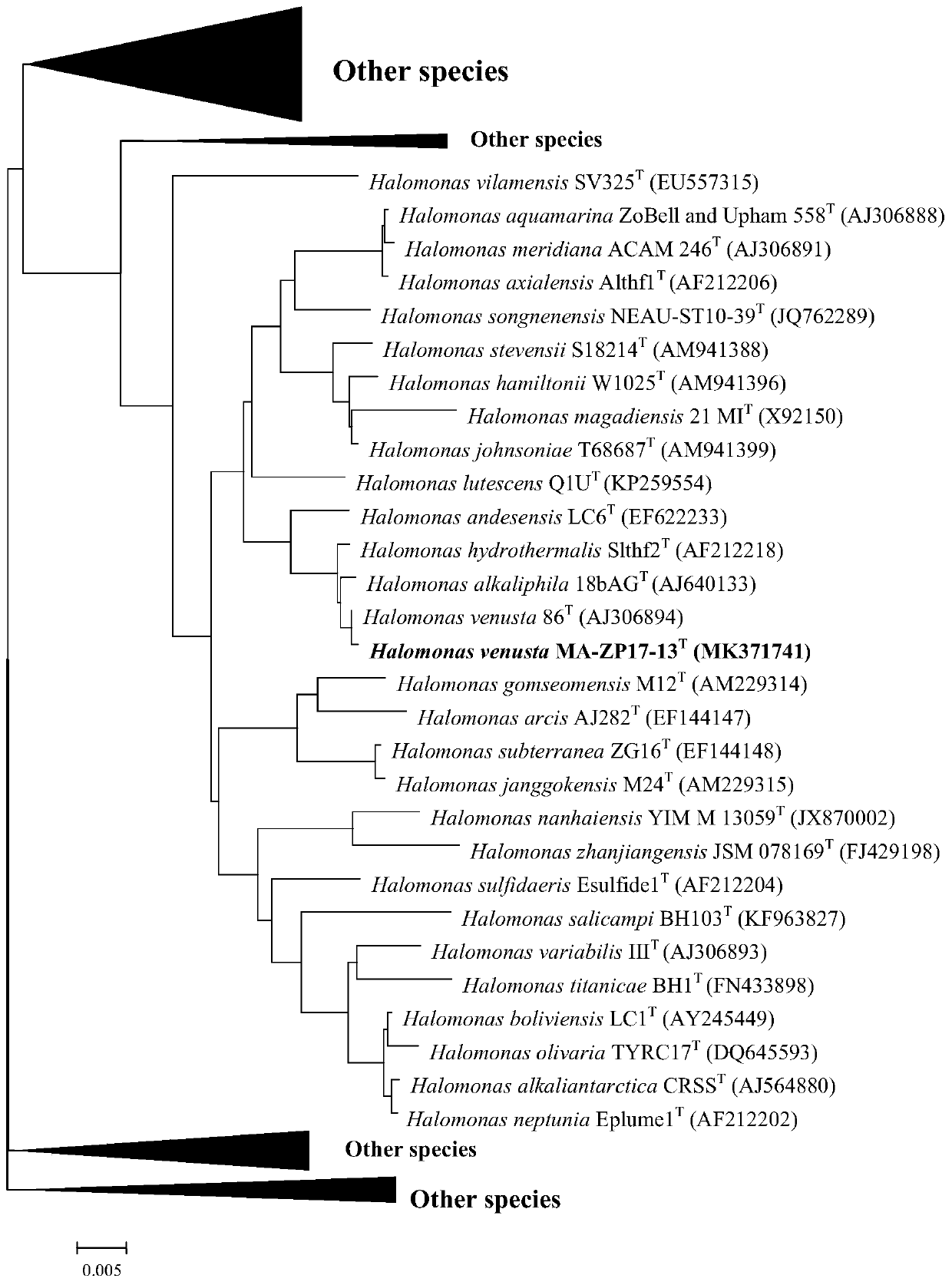 Heterotrophic ammonia oxidizing bacteria and application thereof