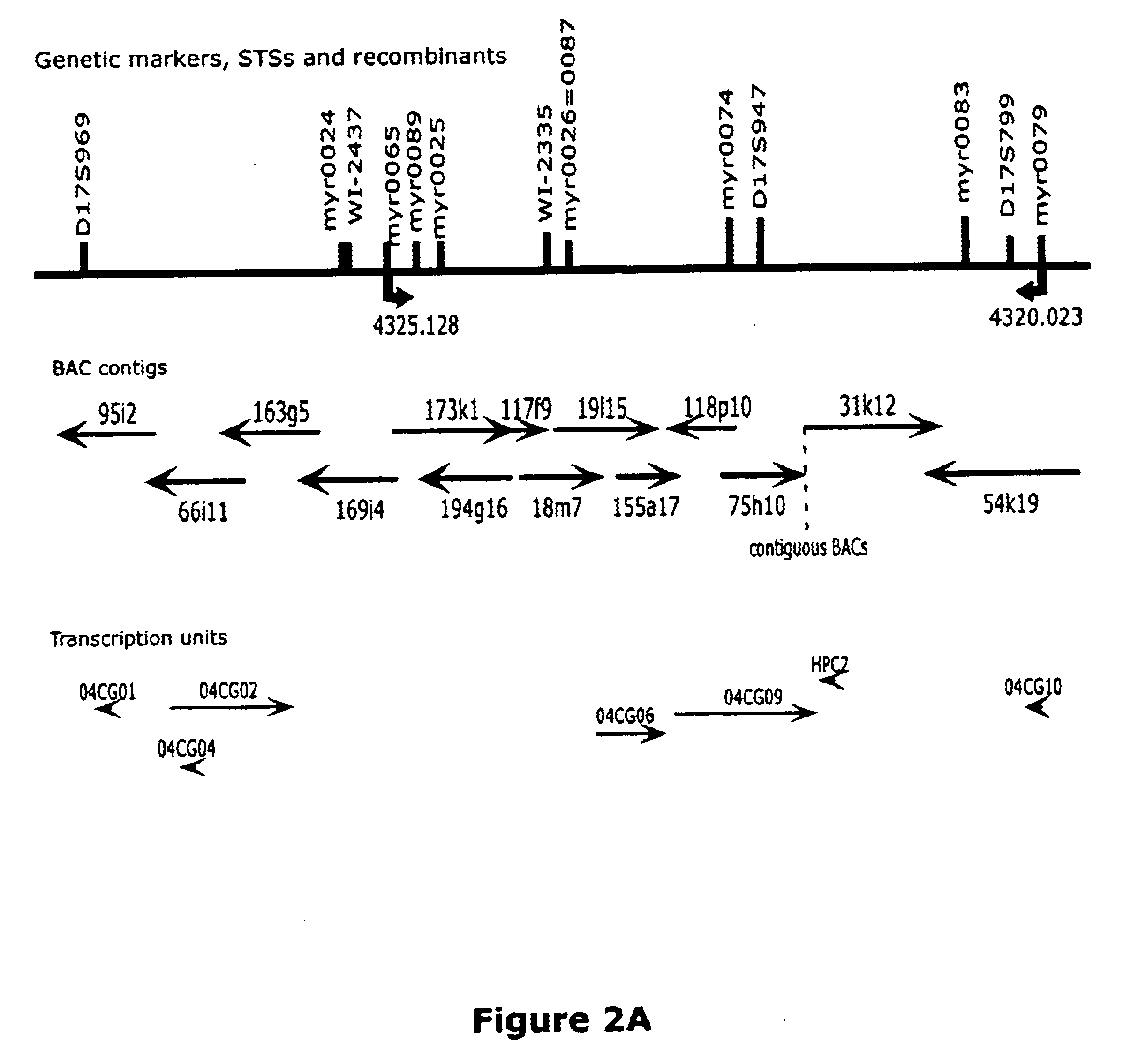 Chromosome 17P-linked prostate cancer susceptibility gene