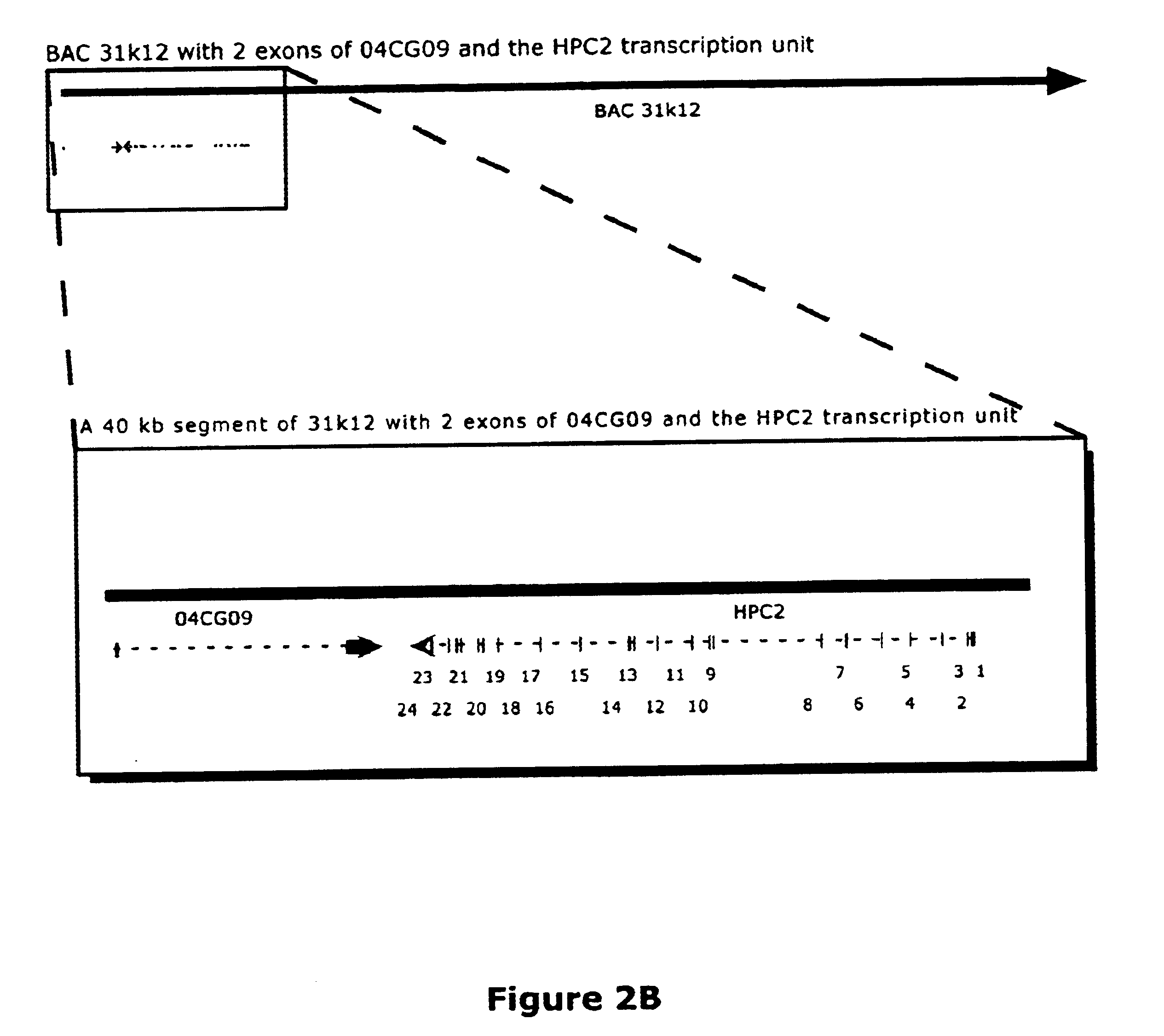 Chromosome 17P-linked prostate cancer susceptibility gene