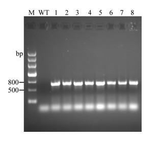 Fungus expression vector and construction and screening method thereof