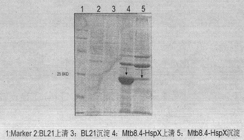 Tubercle bacillus fusion protein Mtb8.4-HspX, and preparation method and application thereof