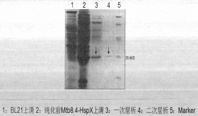 Tubercle bacillus fusion protein Mtb8.4-HspX, and preparation method and application thereof