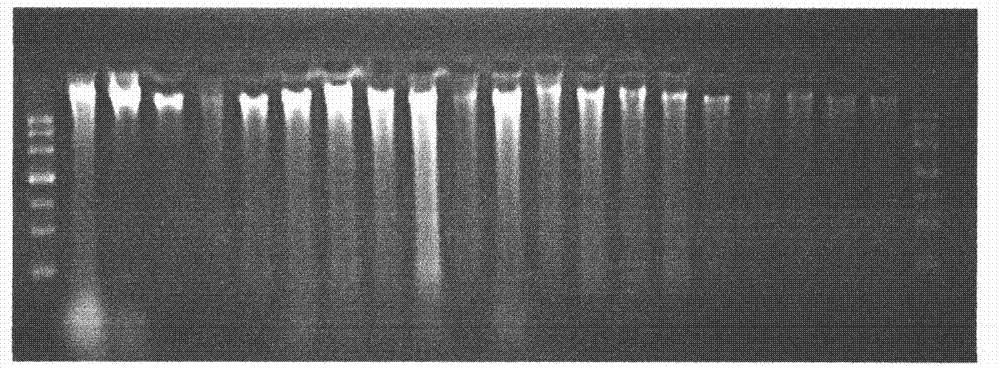 DNA extraction method for polysaccharide-rich plant dried leaves