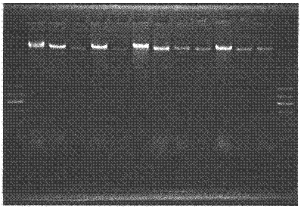 DNA extraction method for polysaccharide-rich plant dried leaves