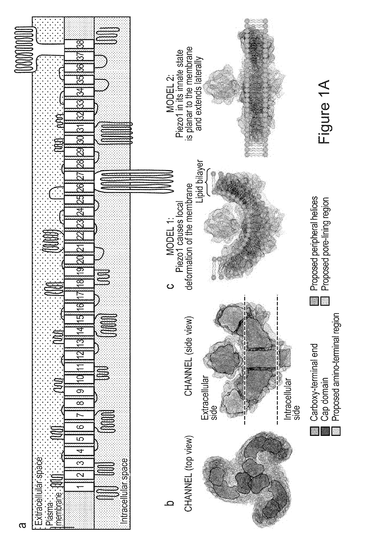 Devices and methods for delivering mechanical stimulation to nerve, mechanoreceptor, and cell targets