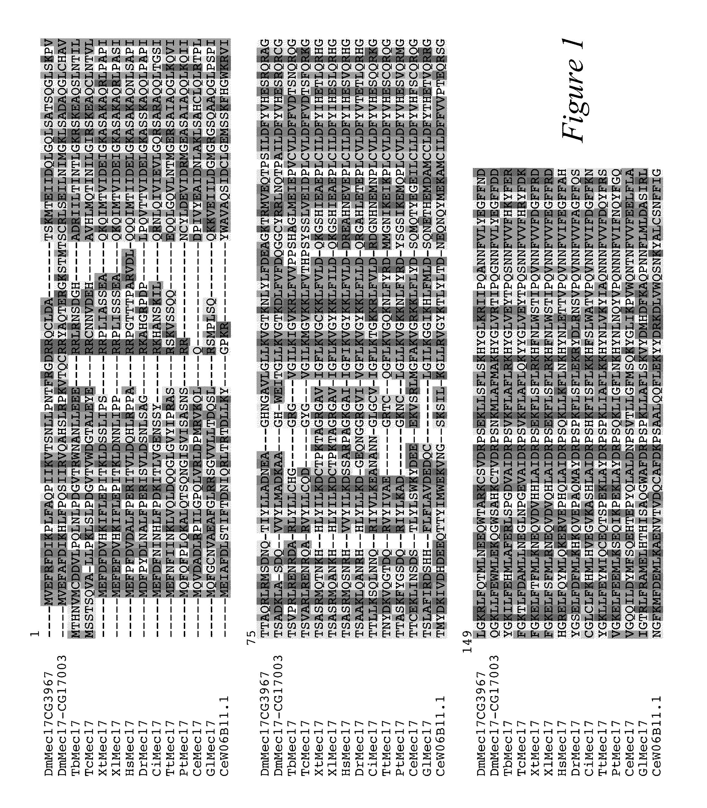 Alpha-tubulin acetyltransferase