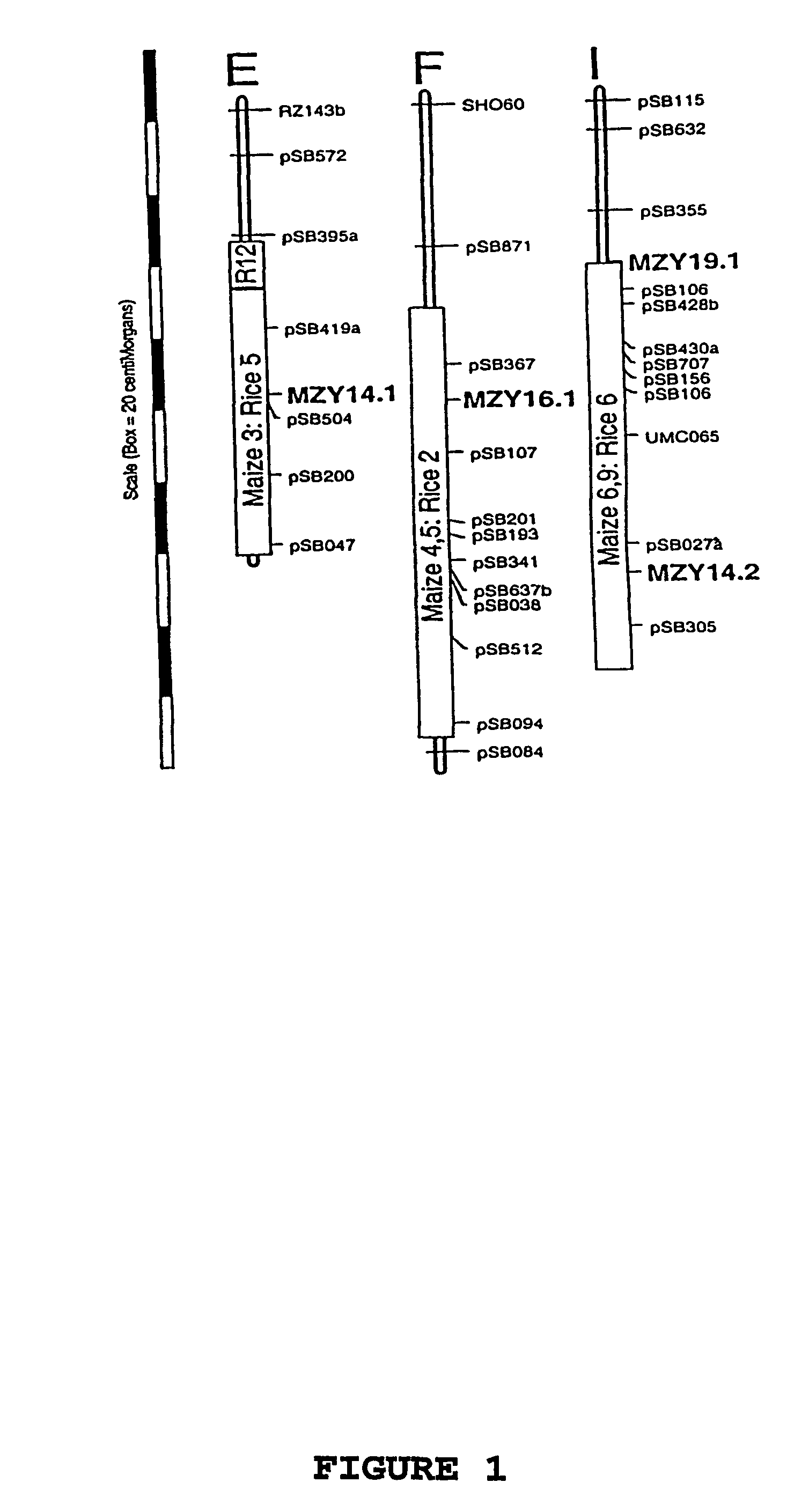 Regulatory element from a sugarcane proline rich protein and uses thereof