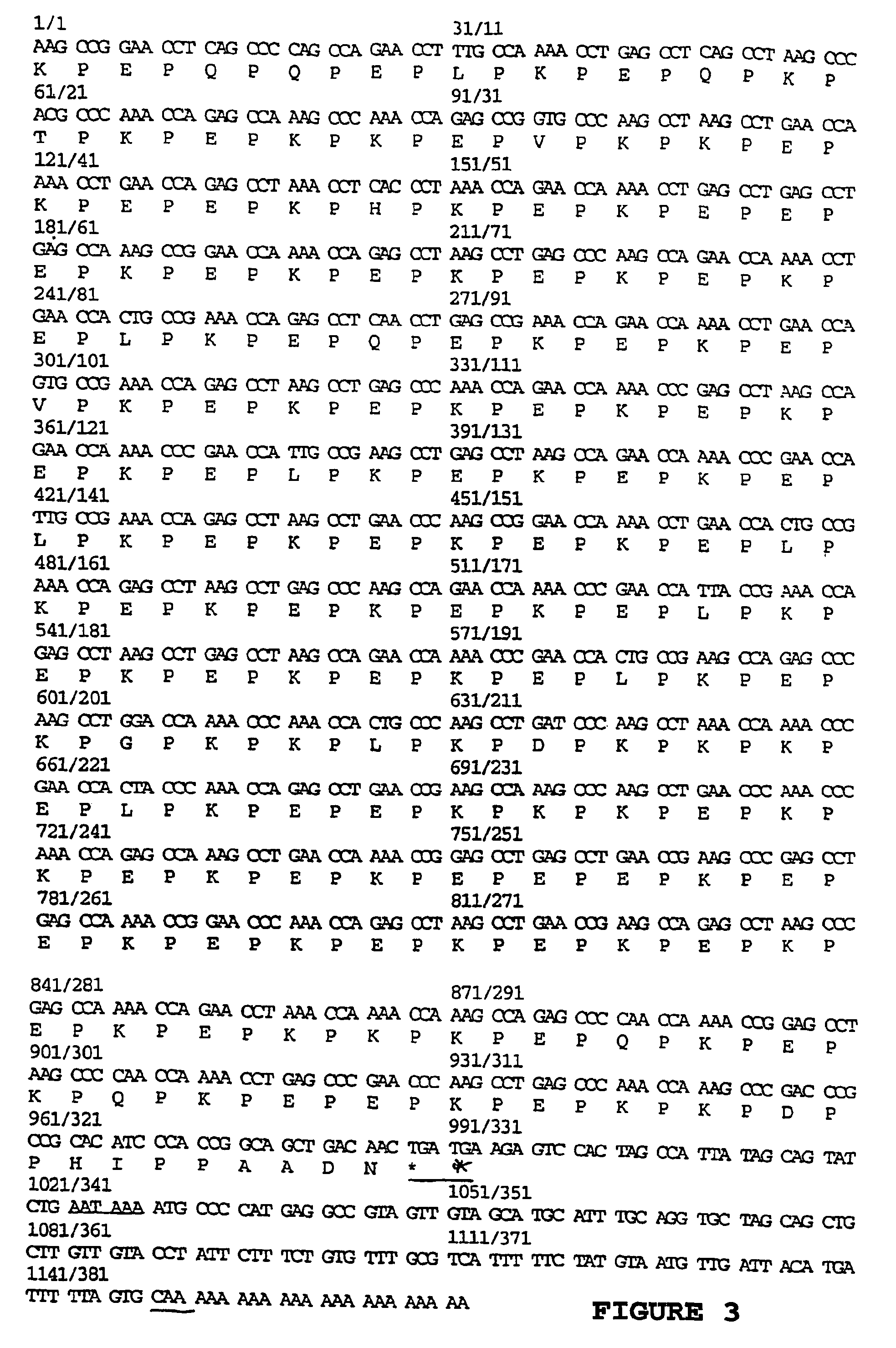 Regulatory element from a sugarcane proline rich protein and uses thereof