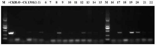 A kind of fast transgenic method of longan