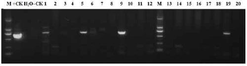 A kind of fast transgenic method of longan