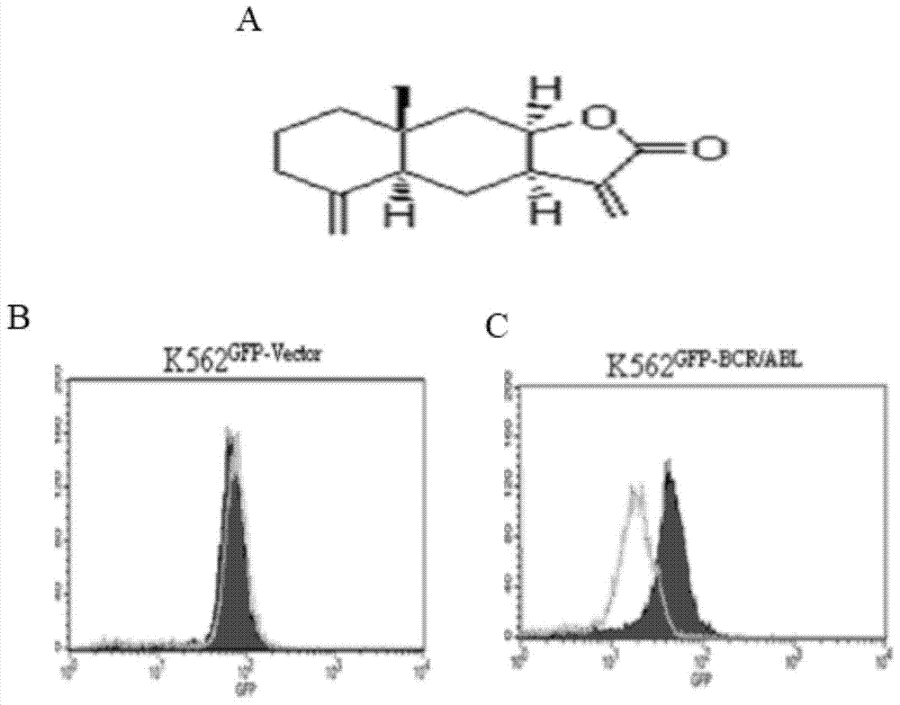 Application of isoalantolactone in preparation of medicines for resisting chronic myeloid leukemia