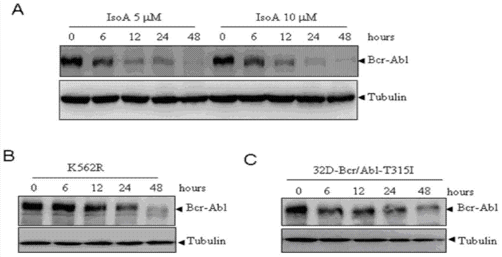 Application of isoalantolactone in preparation of medicines for resisting chronic myeloid leukemia