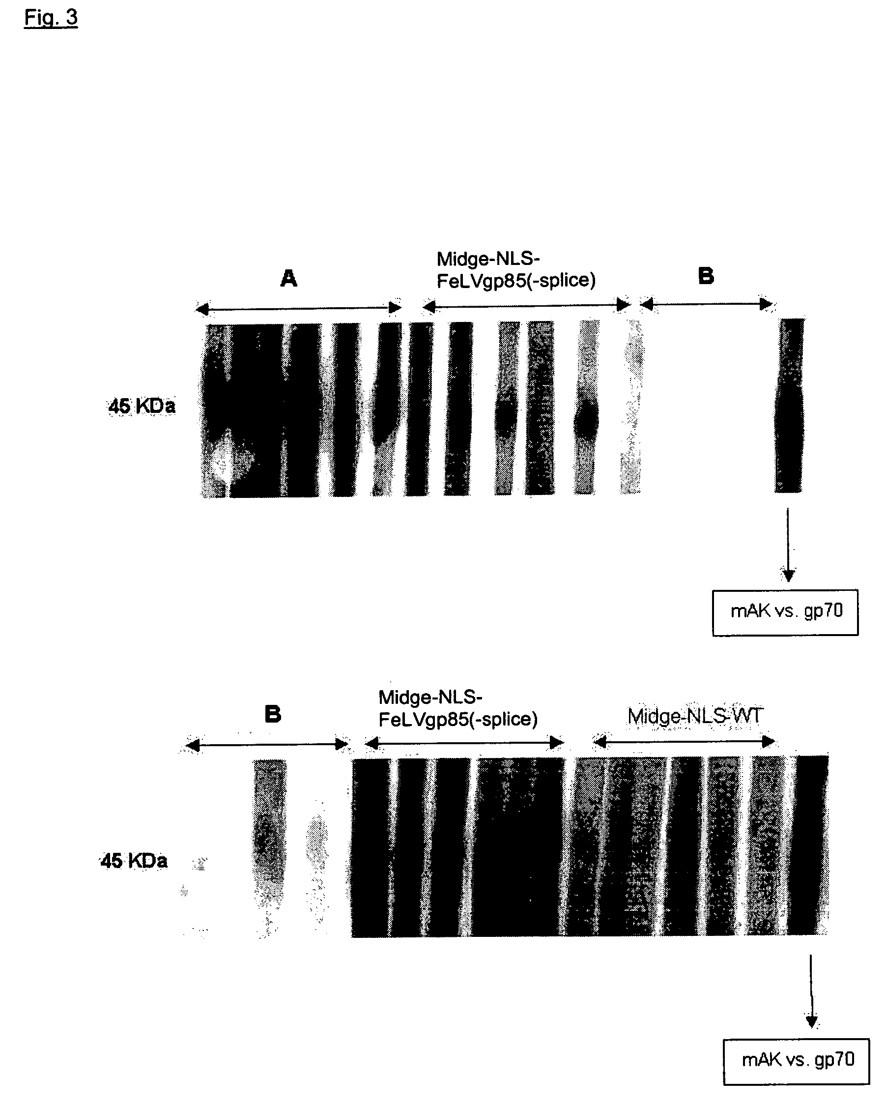 Vaccine against oncovirus infections such as infections by feline leukosis virus of the cat