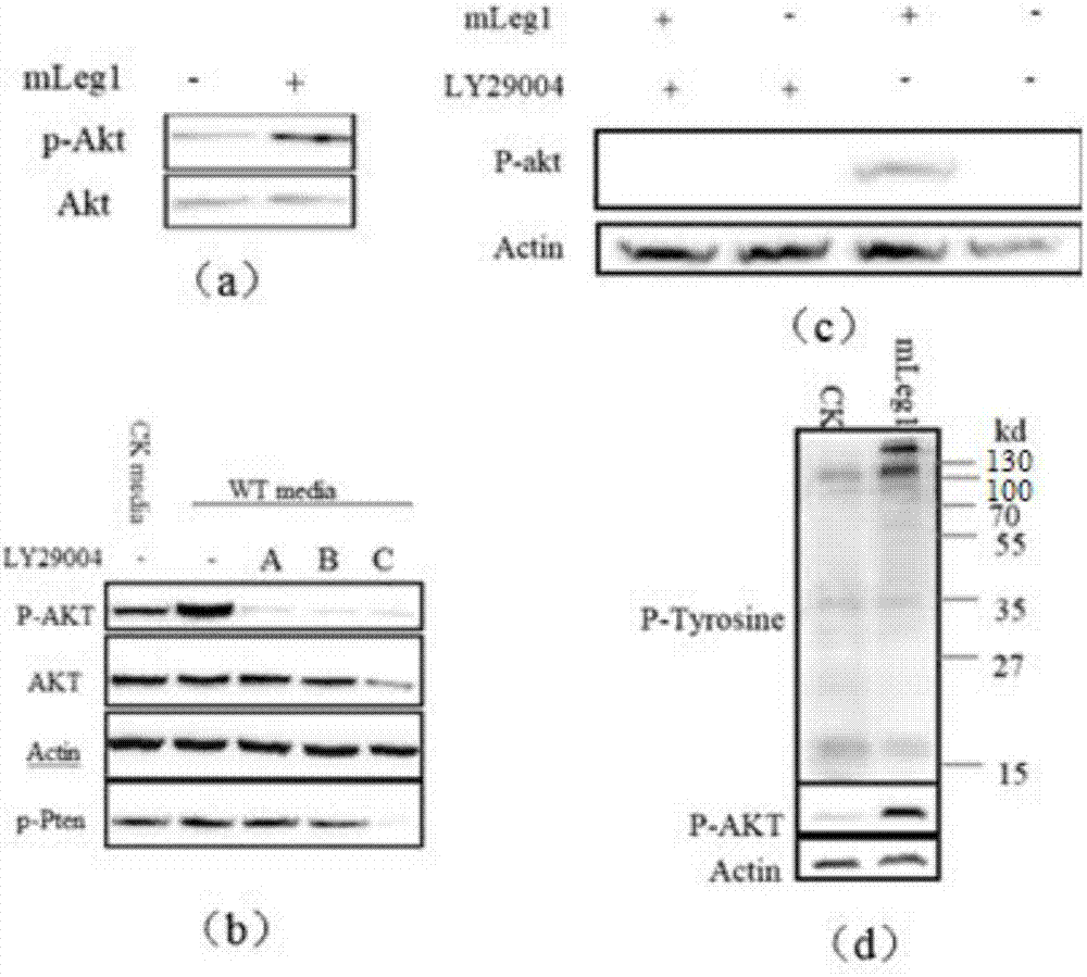 A kind of hleg1 gene and its application and medicine