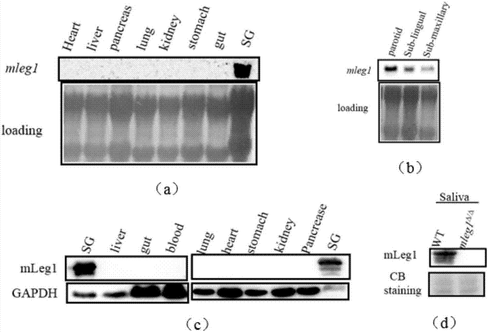 A kind of hleg1 gene and its application and medicine