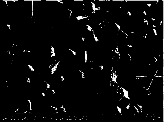 Degradable controllable bone tissue engineering scaffold based on 3D printing and preparation method thereof