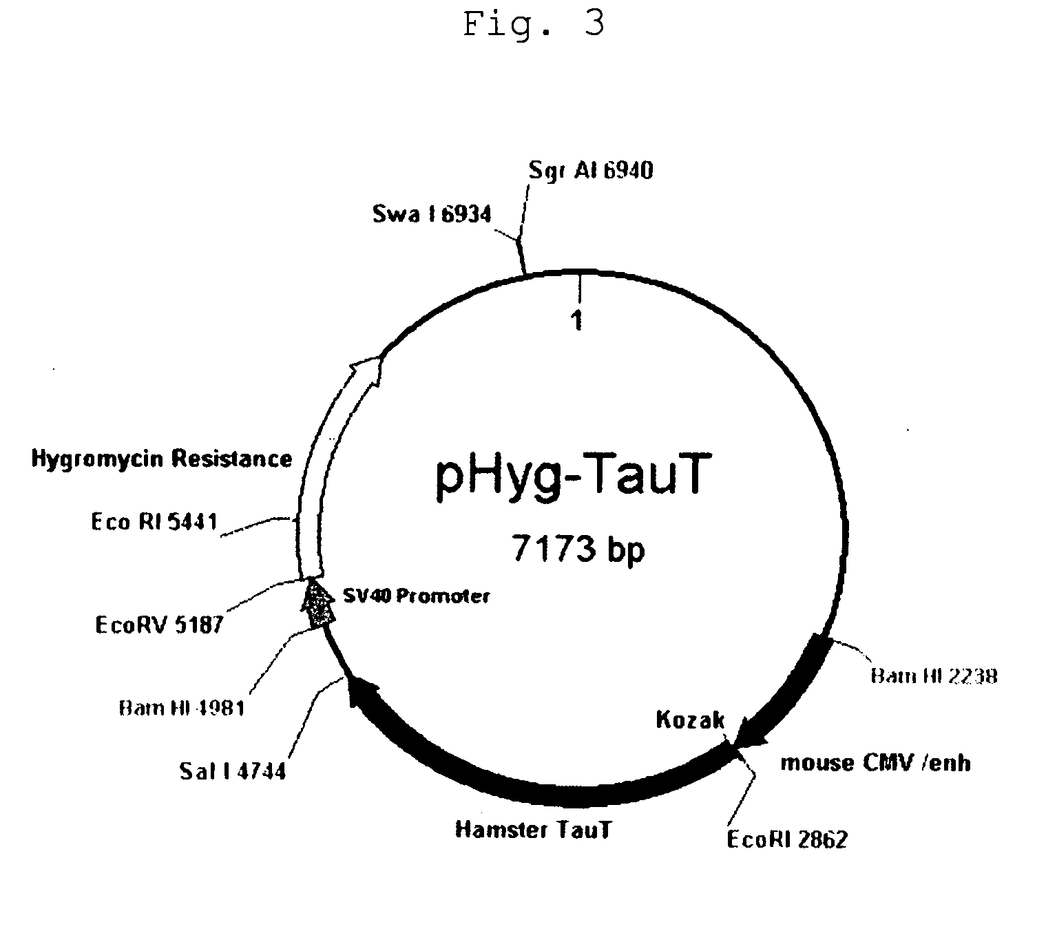 Taurine Transporter Gene