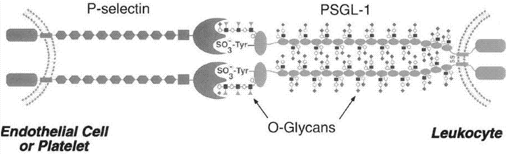 Construction and application of inflammation molecule (PSGL-1) missing abnormal lipid metabolism model