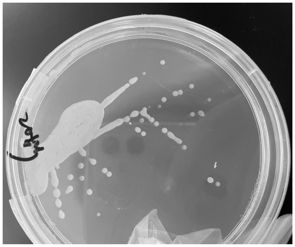 A strain of Bacillus amyloliquefaciens with salt tolerance and high self-aggregation ability and its application in nitrogen removal