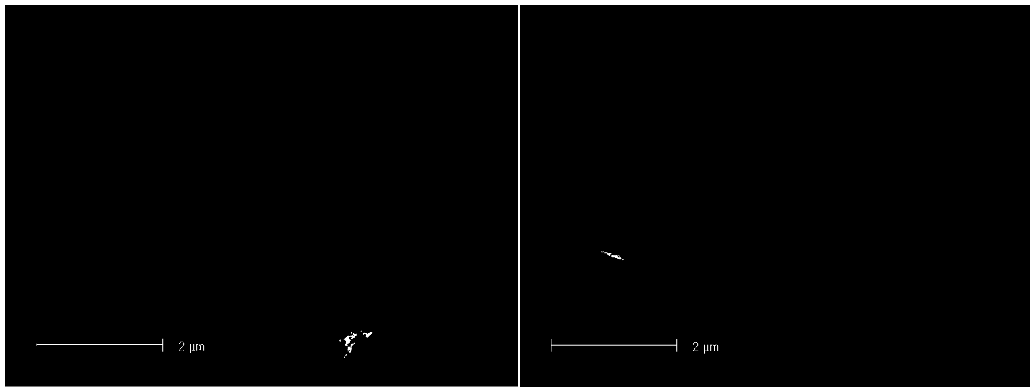 Novel strain of lactobacillus mucosae