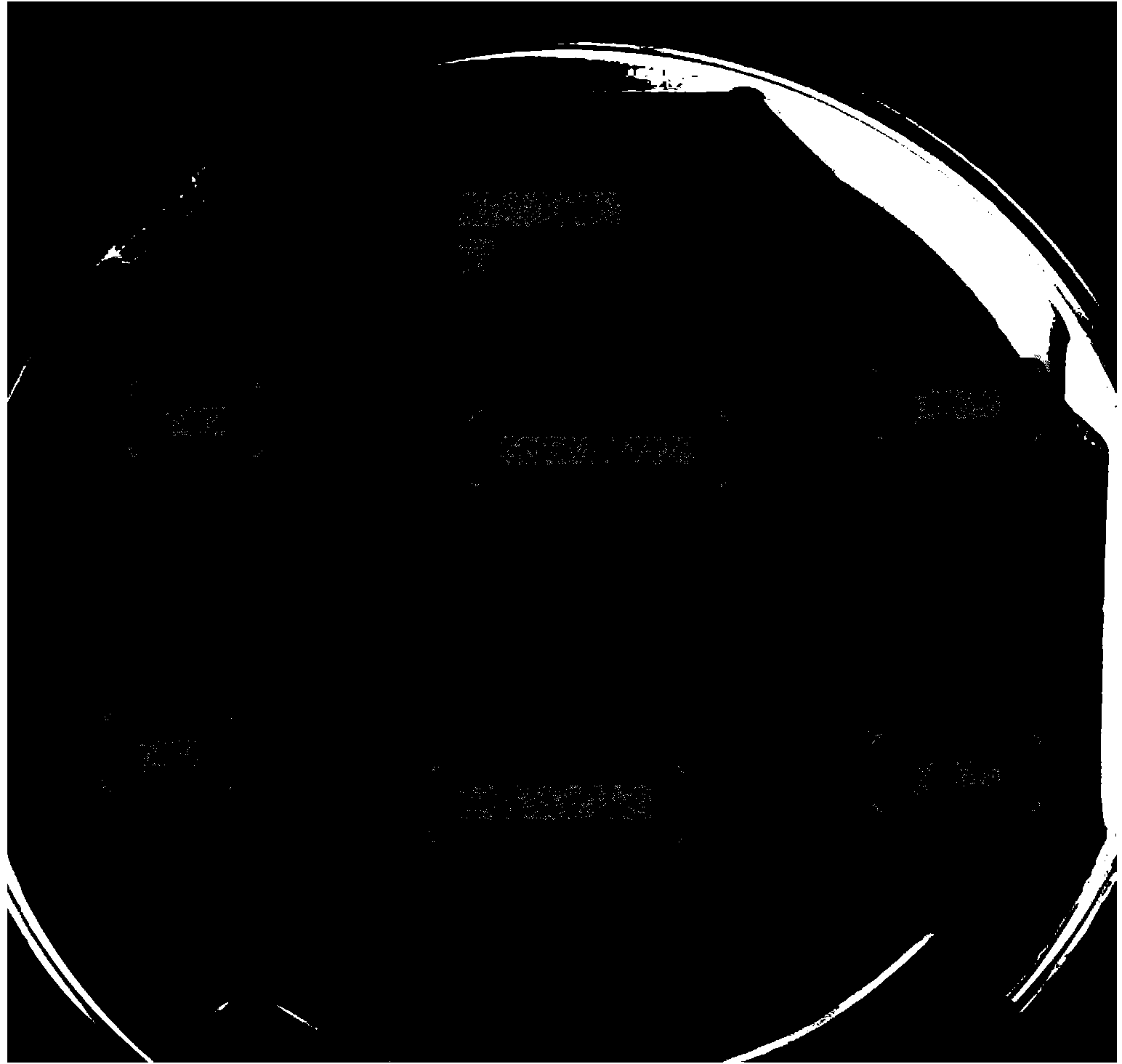 Novel strain of lactobacillus mucosae