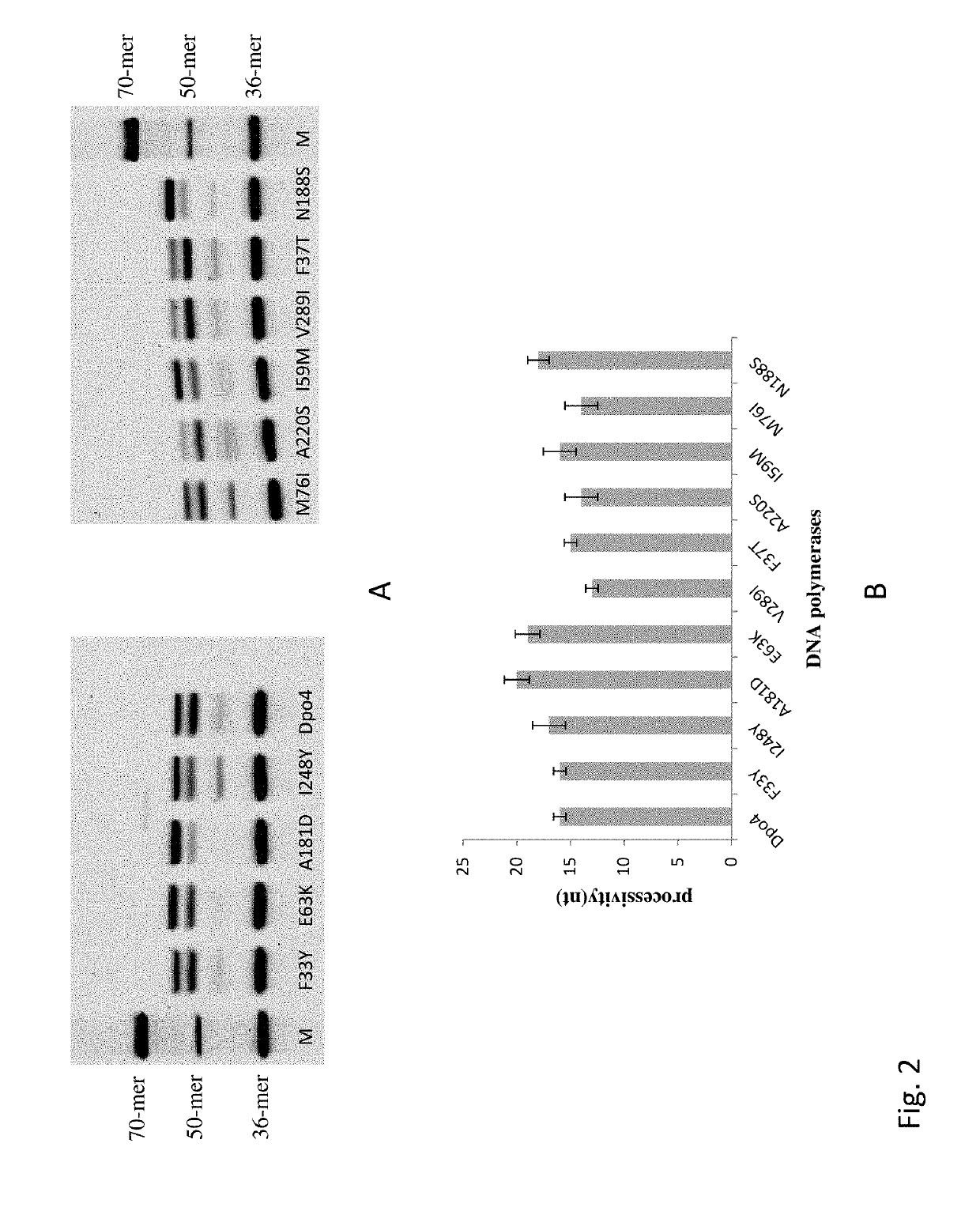 DNA Polymerase Mutants with Increased Processivity of DNA Synthesis