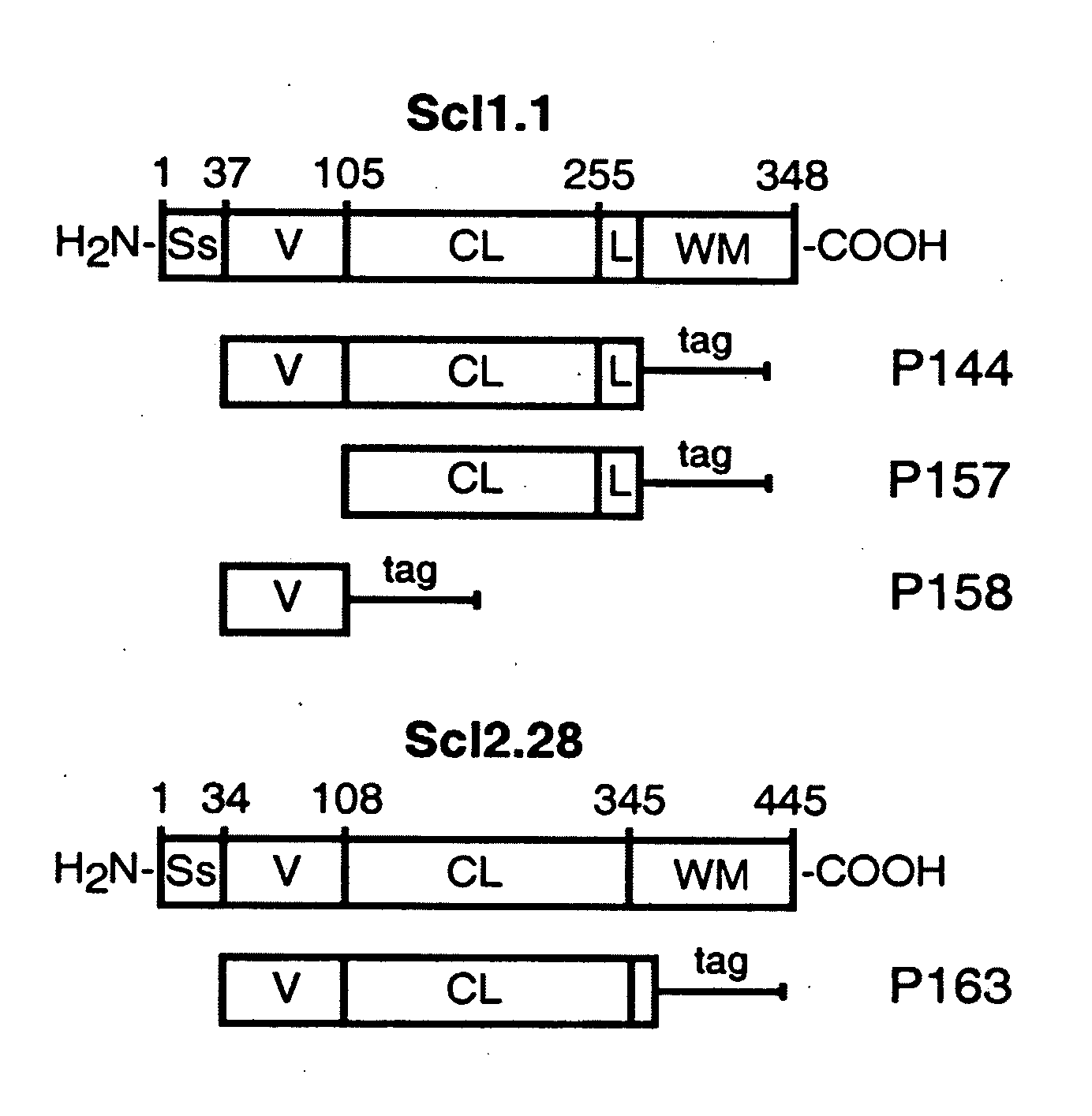 Prokaryotic collagen-like proteins and uses thereof