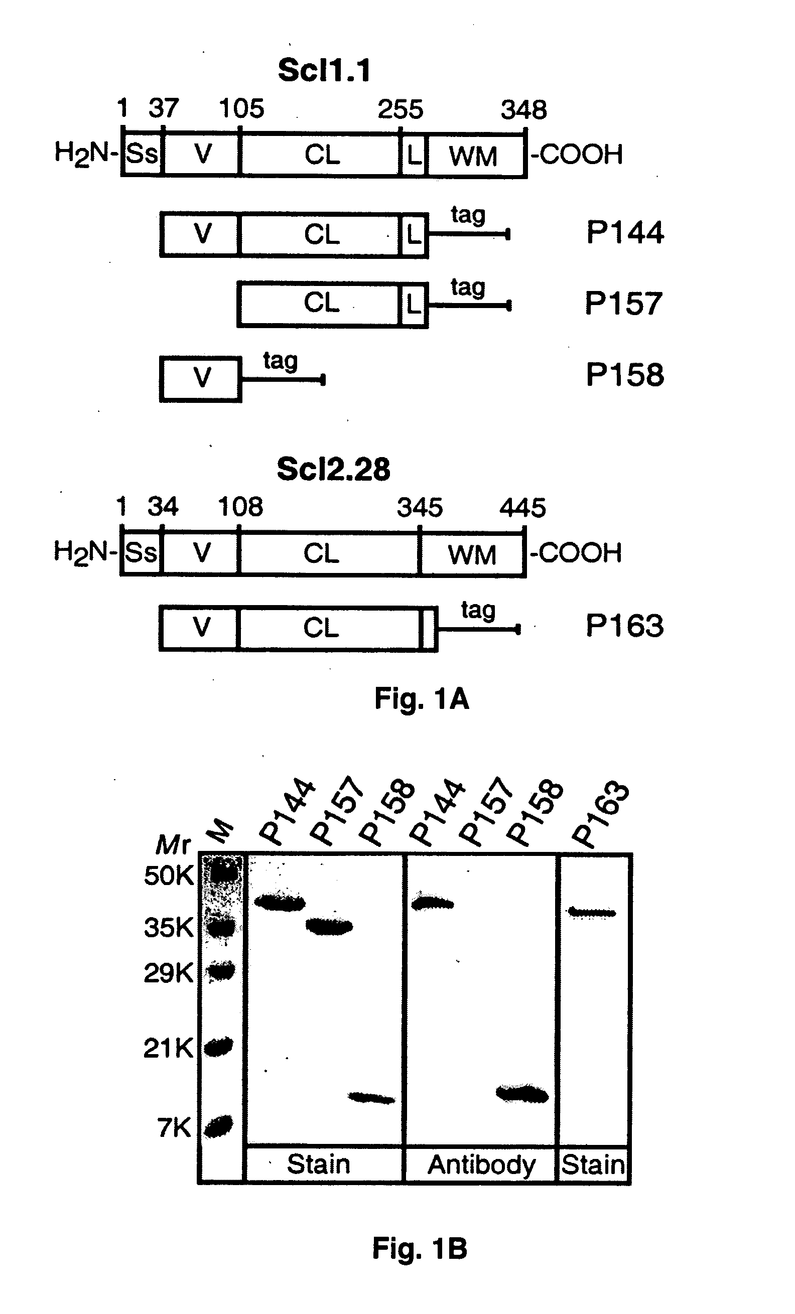 Prokaryotic collagen-like proteins and uses thereof