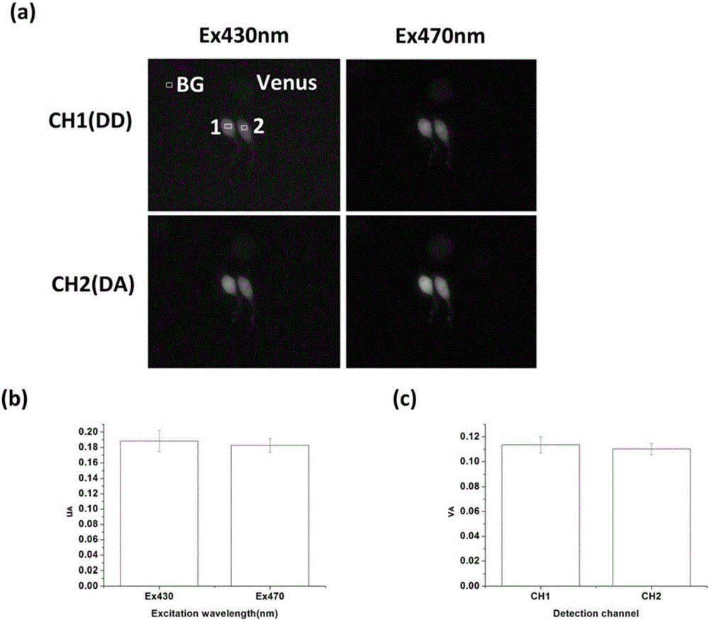 Method for quickly measuring fluorescence resonance energy transfer (FRET) efficiency based on simultaneous dual-channel fluorescence intensity detection