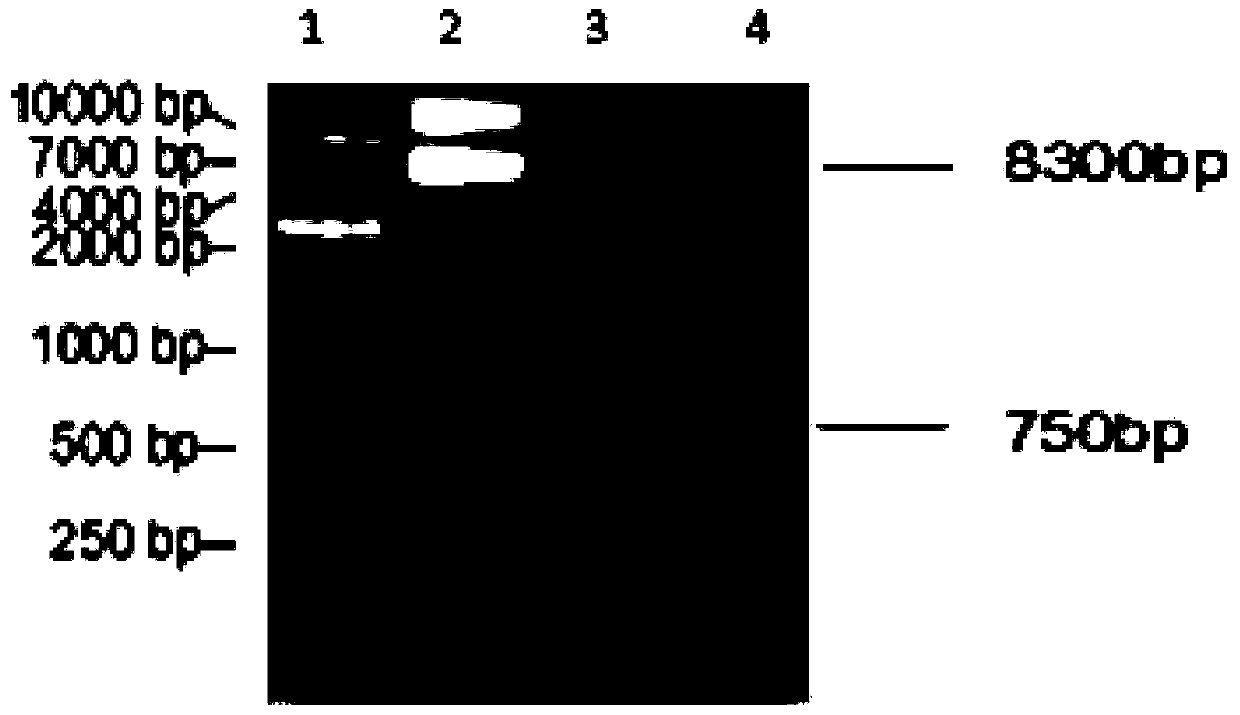 T-lymphocytes modified by trop2 chimeric antigen receptor and its application