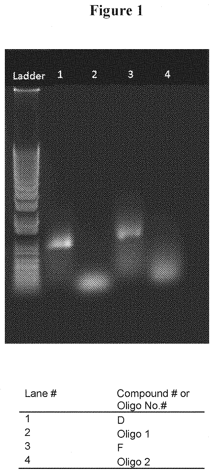 Synthesis of spherical nucleic acids using lipophilic moieties