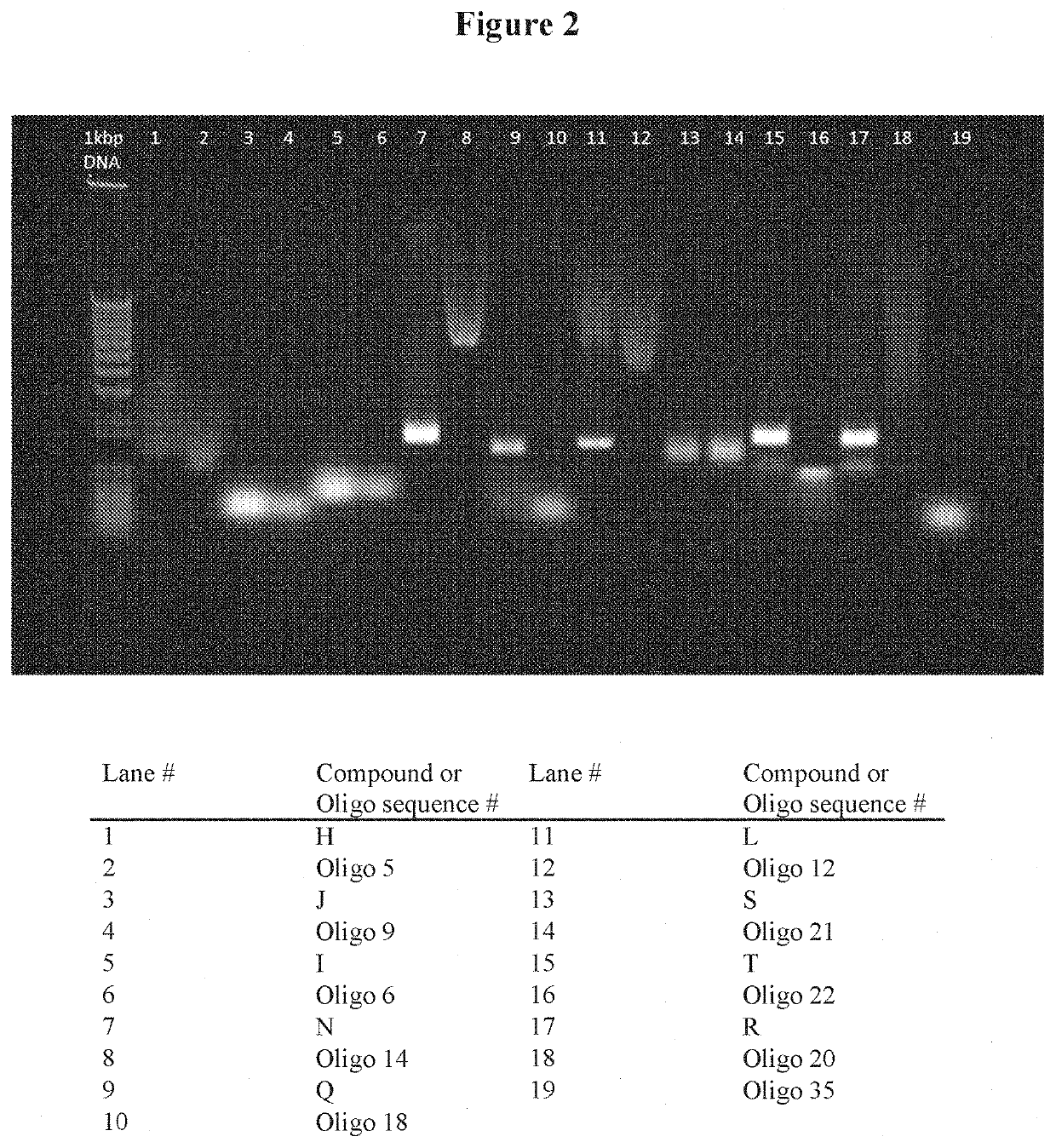 Synthesis of spherical nucleic acids using lipophilic moieties