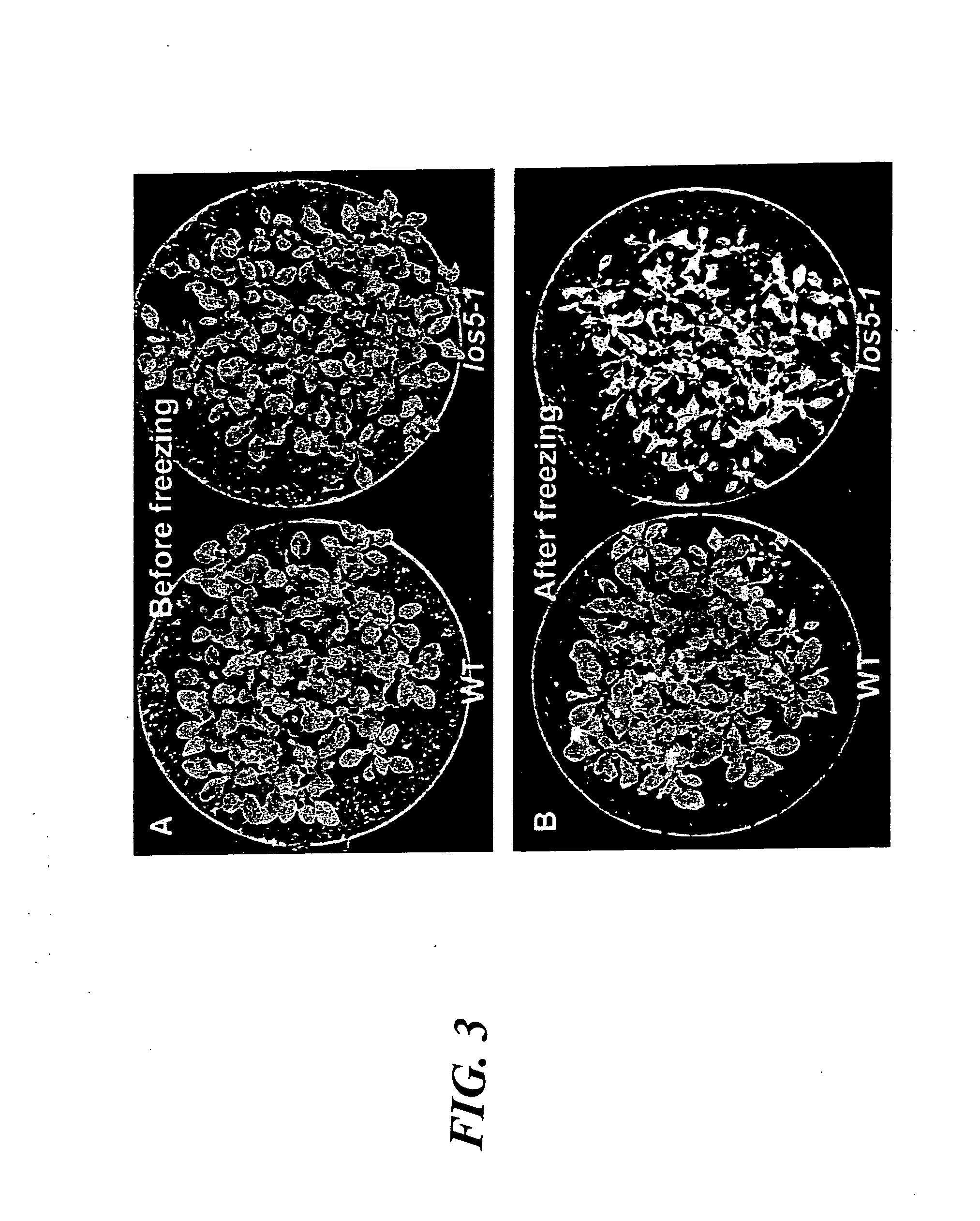 Method for increasing stress tolerance in plants