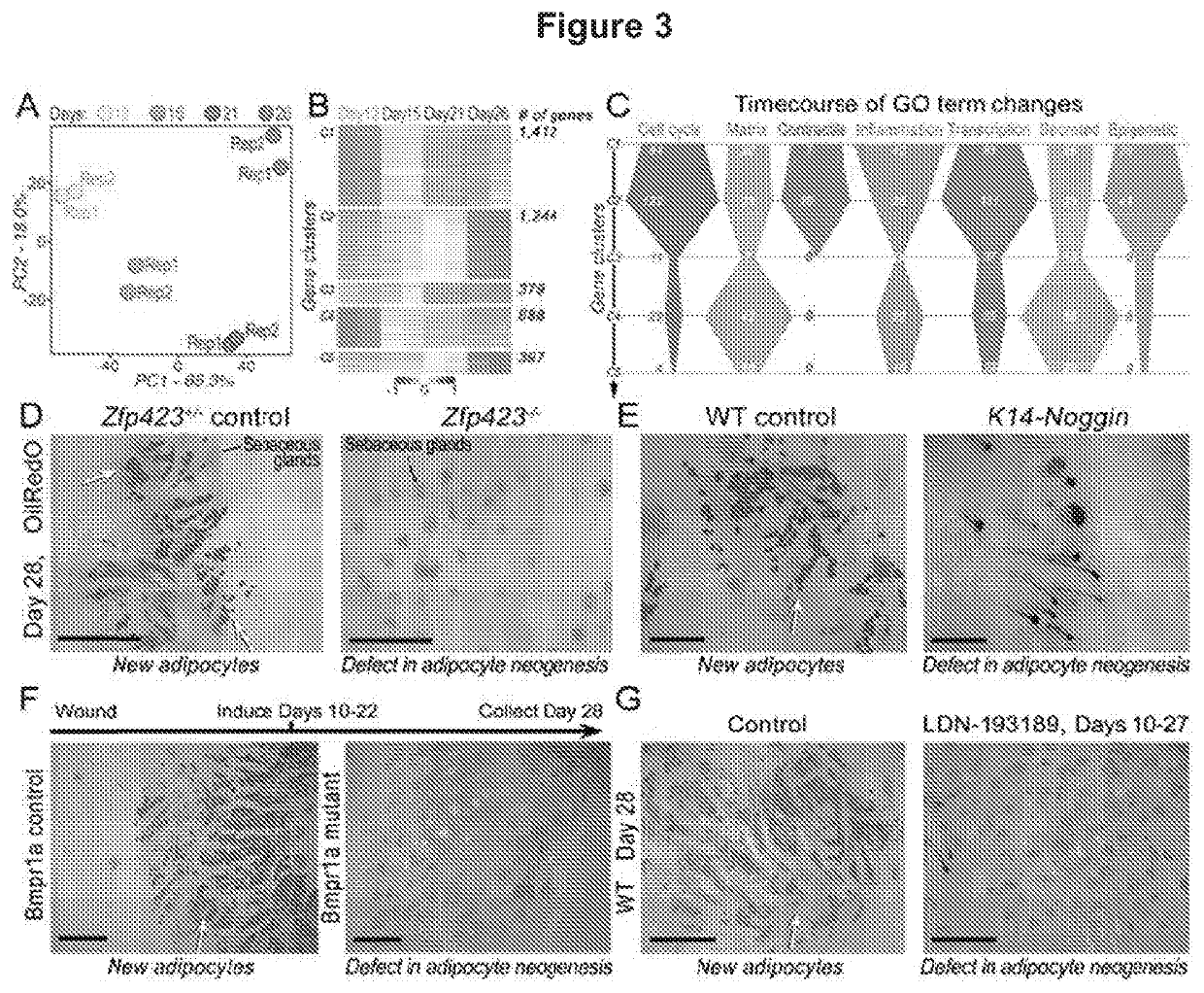 Methods for scar reduction by converting scar fibroblasts into adipocytes with hair follicle-derived signals