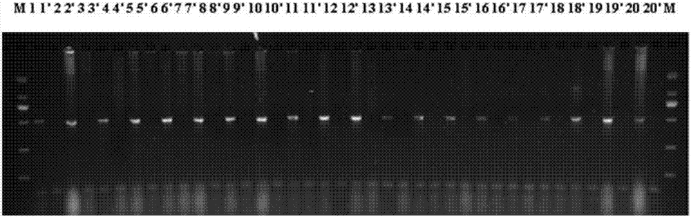 Molecular biological differentiation method aiming at genders of asparagus dioecian plants and application of molecular biological differentiation method