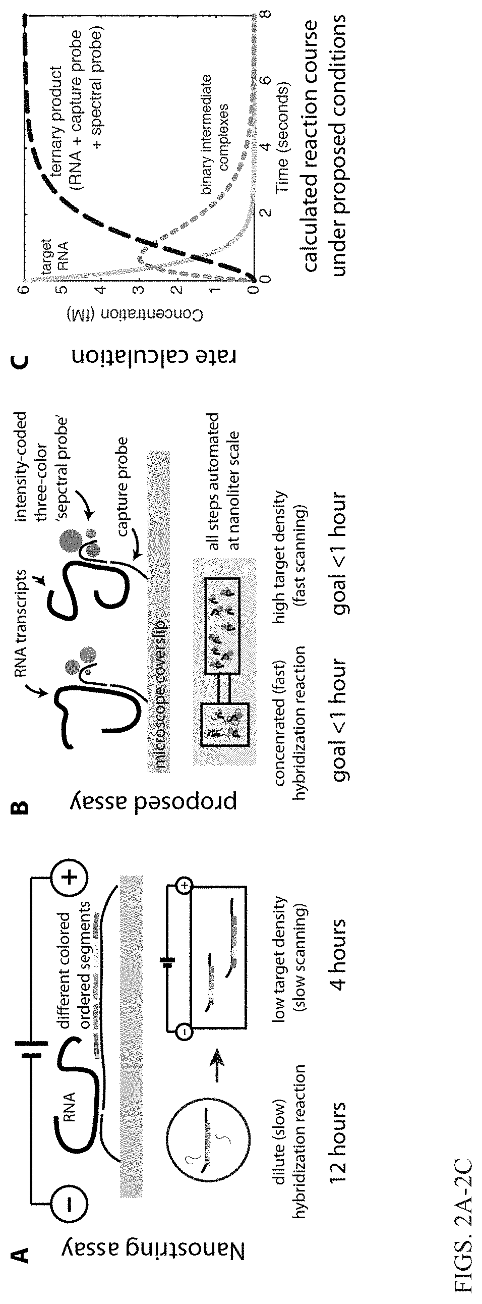 Hybridization probes and uses thereof