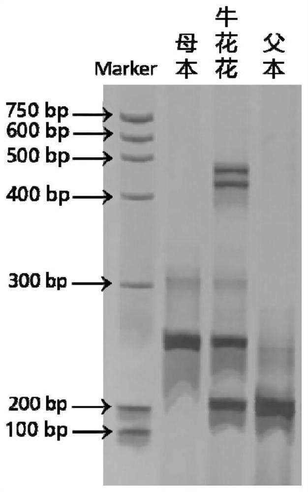 InDel molecular marker for identifying seed purity of muskmelon Niuhuahua variety and application of InDel molecular marker