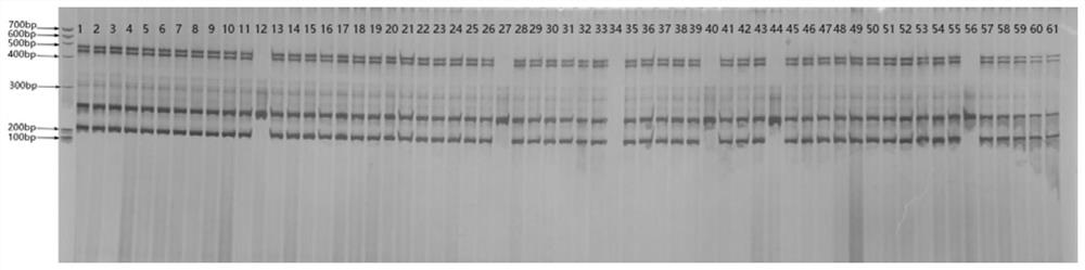 InDel molecular marker for identifying seed purity of muskmelon Niuhuahua variety and application of InDel molecular marker