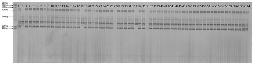 InDel molecular marker for identifying seed purity of muskmelon Niuhuahua variety and application of InDel molecular marker