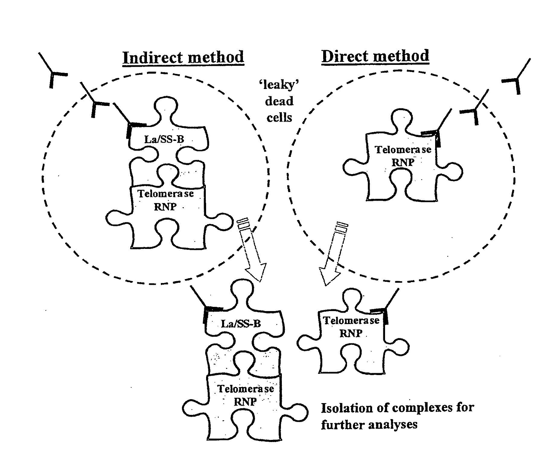 Method of Diagnosis and Treatment and Agents Useful for Same