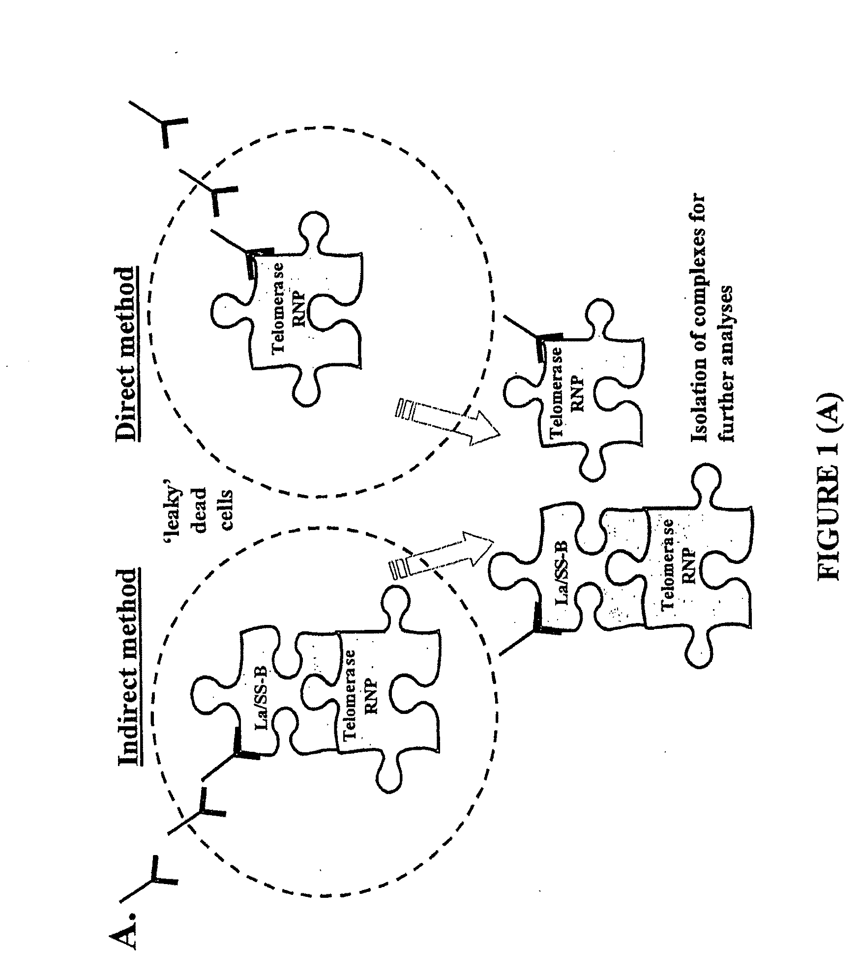 Method of Diagnosis and Treatment and Agents Useful for Same